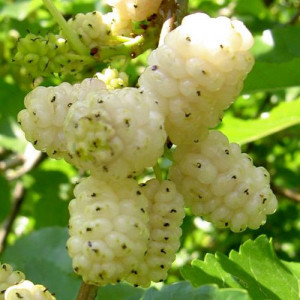 Саженцы Шелковица плакучая белая