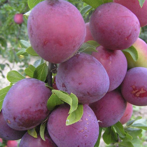 Саженцы Алыча Обильная (Средняя/Красная)